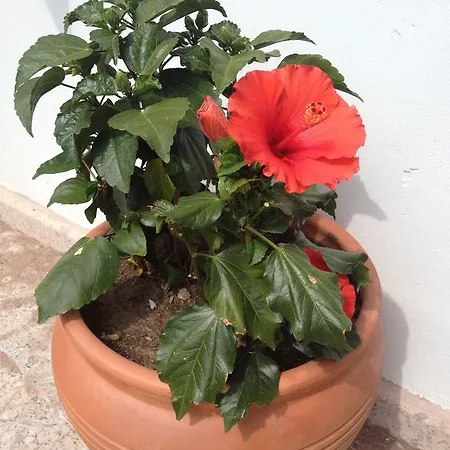 Lavanta Cunda 호텔 Ayvalı