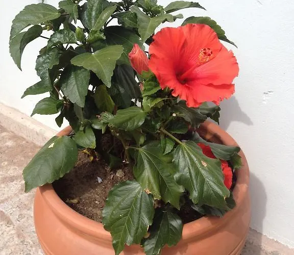 Lavanta Cunda מלון Ayvalı