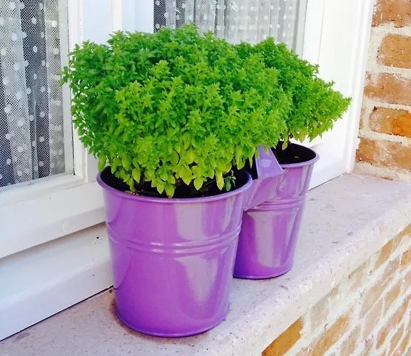 Lavanta Cunda מלון *