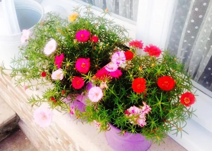 מלון Lavanta Cunda